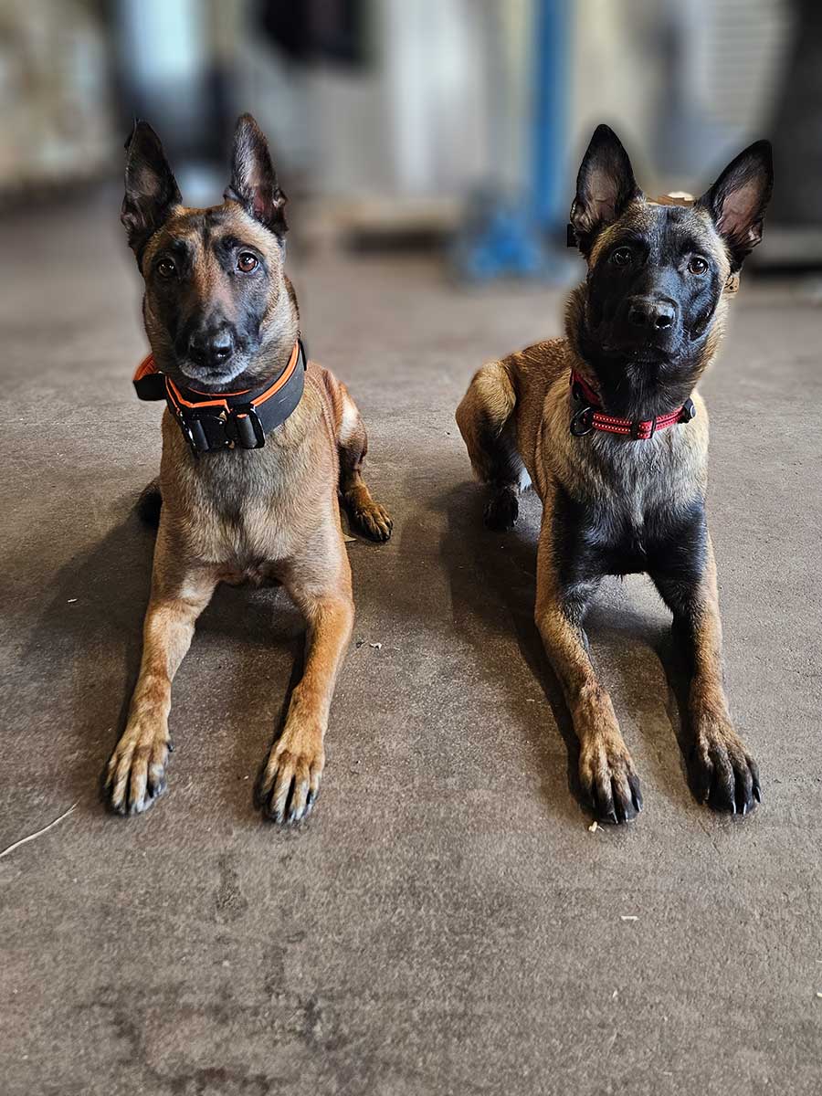 Baika und Gemma